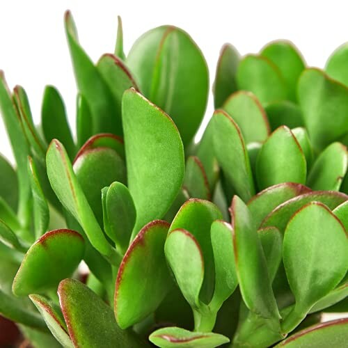 Potted succulent plant with green and red leaves