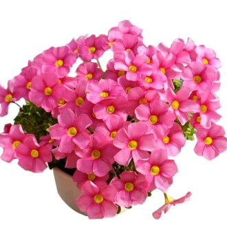 Oxalis Iron Rubra Bulbs