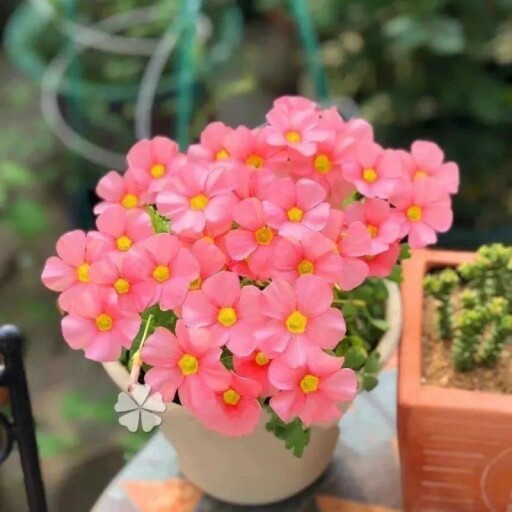 A beautiful Oxalis Iron rubra plant with pink flowers and green leaves