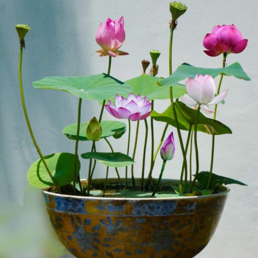 Bowl of lotus seeds with green leaves and water in the background.