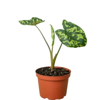 Alocasia 'Hilo Beauty' plant thriving in a decorative pot