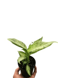 Beautiful houseplants brightening up a living space.