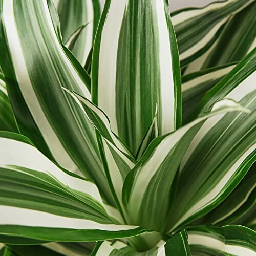 Dracaena 'White Jewel'