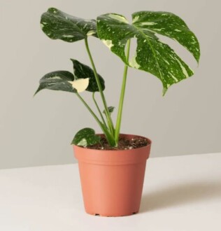 Rare Monstera 'Thai Constellation'