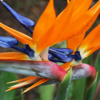 Orange Bird of Paradise Plant