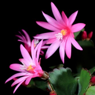 Light Pink Easter Cactus