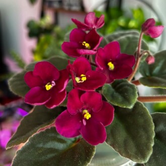 African Violets Live Plants