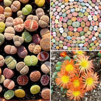 Lithops Live Plants Mix