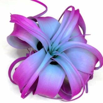 Rainbow2 XL Xerographica Colored Air Plant