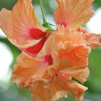 Peach Hibiscus