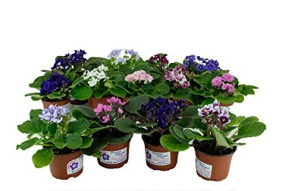 Optimara African Violet Variety Pack