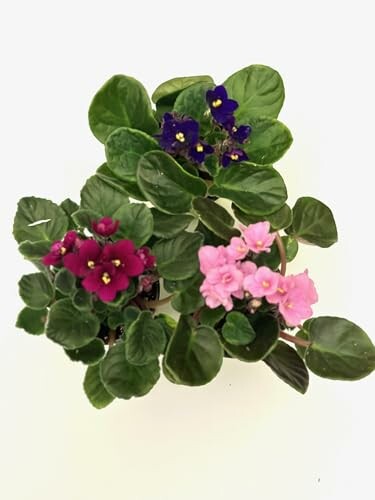 3-Pack African Violets