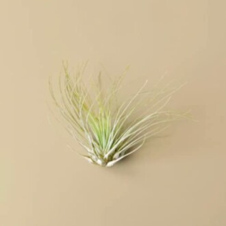 Air plant on a beige background