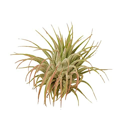 Air plant with long, spiky leaves