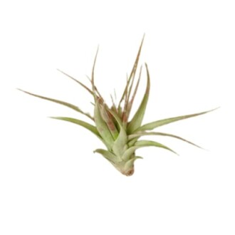 Tillandsia Air Plant 'Brachycaulos'