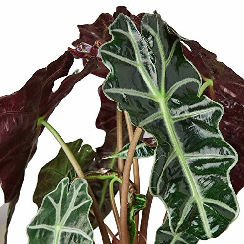 Close-up of Alocasia Polly plant leaves