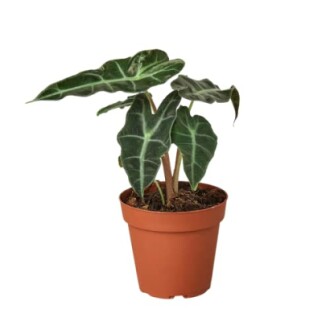 Alocasia plant in a brown pot