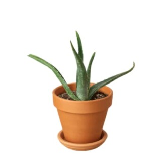 Aloe Vera Succulent