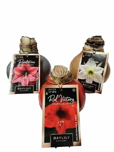 Waxed Amaryllis Bulb Holiday Collection