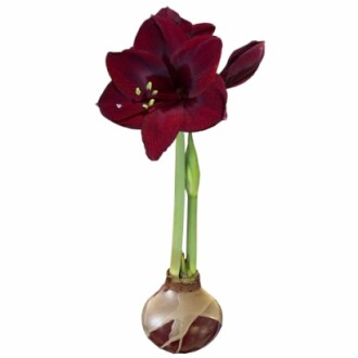 Burgundy Gold Waxed Black Pearl Amaryllis Bulb