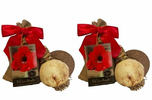 Elegant Red Lion Amaryllis Gift Kit