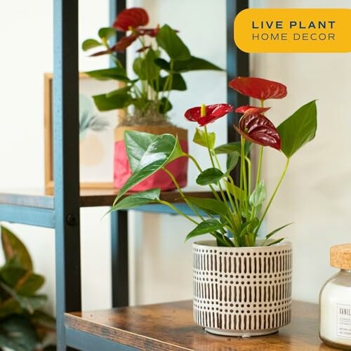 Anthurium plant in a decorative pot on a shelf