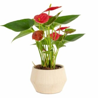 Anthurium plant with red flowers in a white pot