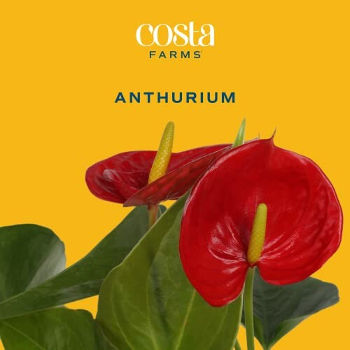 Costa Farms Anthurium Plant