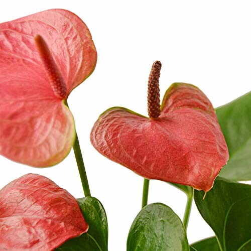 Close-up of red anthurium flowers with green leaves