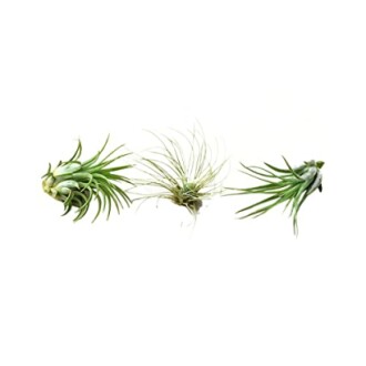 Tillandsia Air Plant Variety - 3 Pack