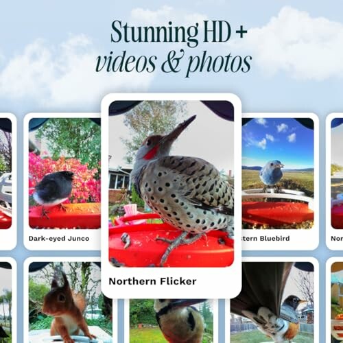 Collage of bird photos including Northern Flicker.