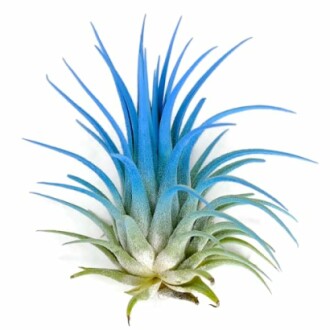 Ionantha Guatemala Air Plant