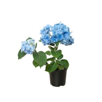 Hydrangea 'Blue'