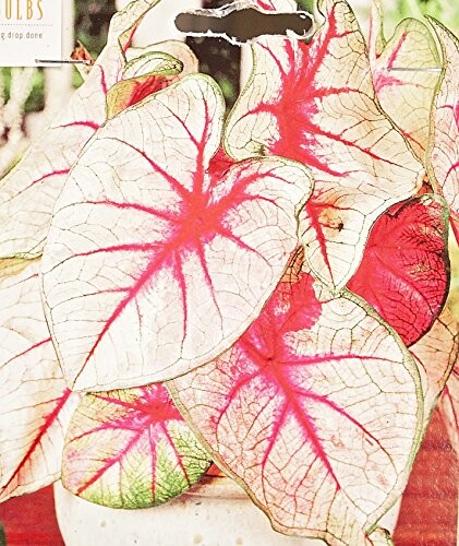 White Queen Caladiums