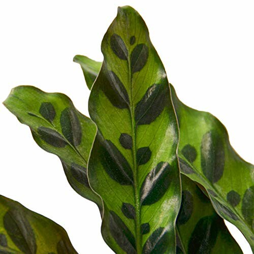 Close-up of Calathea plant leaves with unique patterns