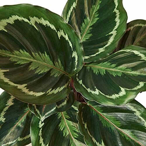 Calathea 'Medallion'