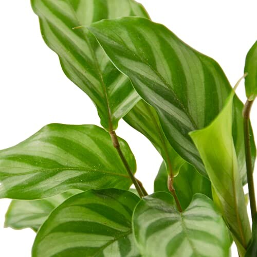 Close-up of Calathea plant leaves with green stripes