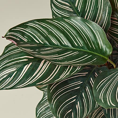 Close-up of Calathea Ornata leaves with striped pattern