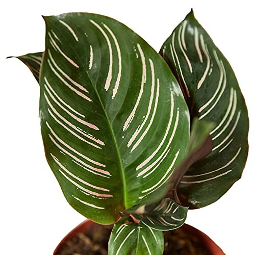 Calathea ornata plant with striped leaves