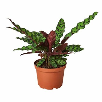 Calathea lancifolia plant in a pot