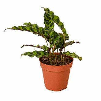 Calathea 'Rattlesnake'