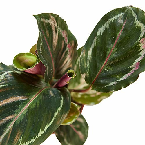 Top view of a Calathea Roseopicta with dark green leaves and pink patterns.