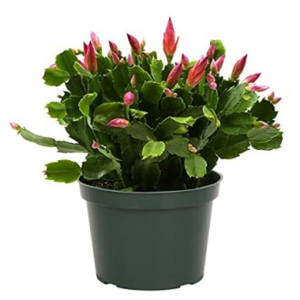 Pink Christmas Cactus