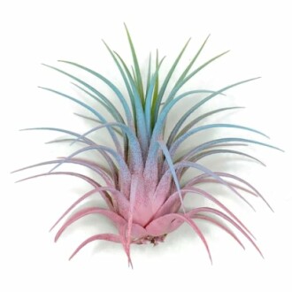 Ionantha Guatemala Tillandsia Air Plant