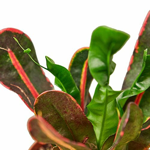 Close-up of colorful croton plant leaves with red and green hues.