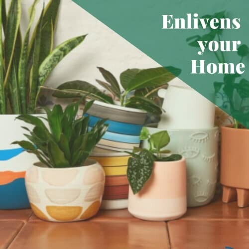 Assorted potted plants with decorative pots on a surface.