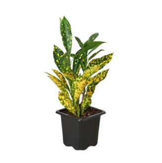 Croton plant with variegated leaves in a black pot