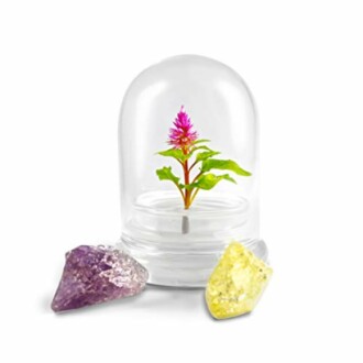 BLOOMIFY Celosia Flower Terrarium