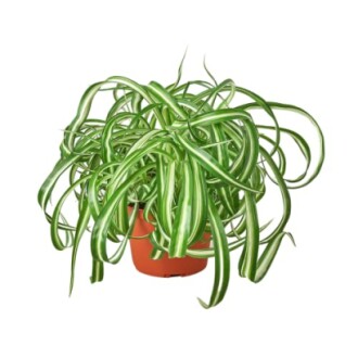 Bonnie Spider Plant