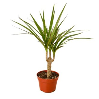 Dracaena 'Marginata Cane'